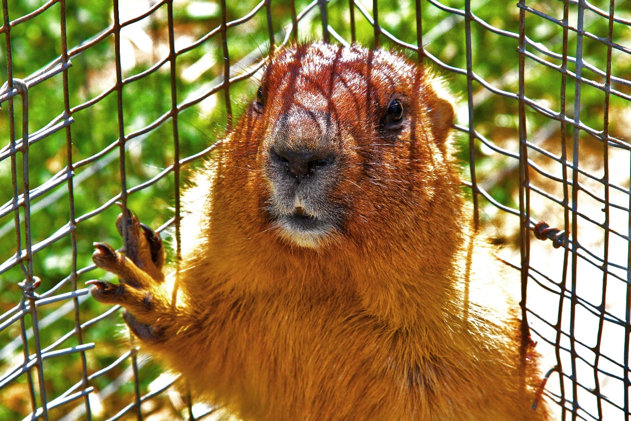 Murkšķu audzētava Alsungā uzsāk tūrisma sezonu /FOTO/