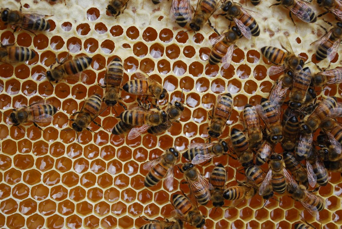 Nepareiza cīņa ar “dīvāna zemniekiem” rada draudus biškopjiem