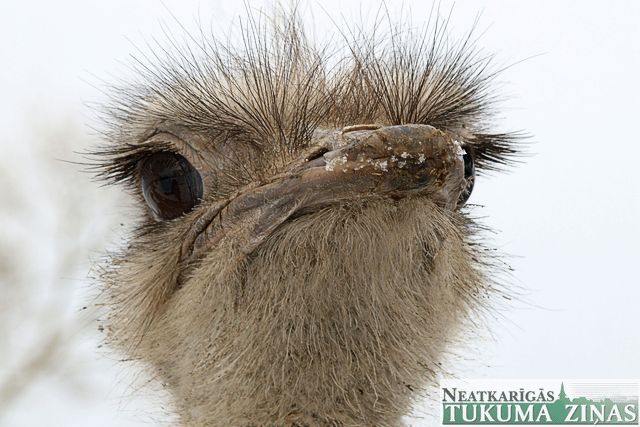 Notverts izbēgušais Ozolpils muižas strauss /papildināts/