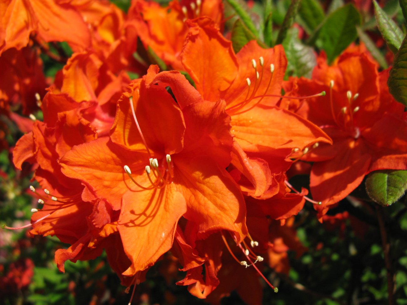 Sācies rododendru ziedēšanas pilnbrieds audzētavā «Babīte»