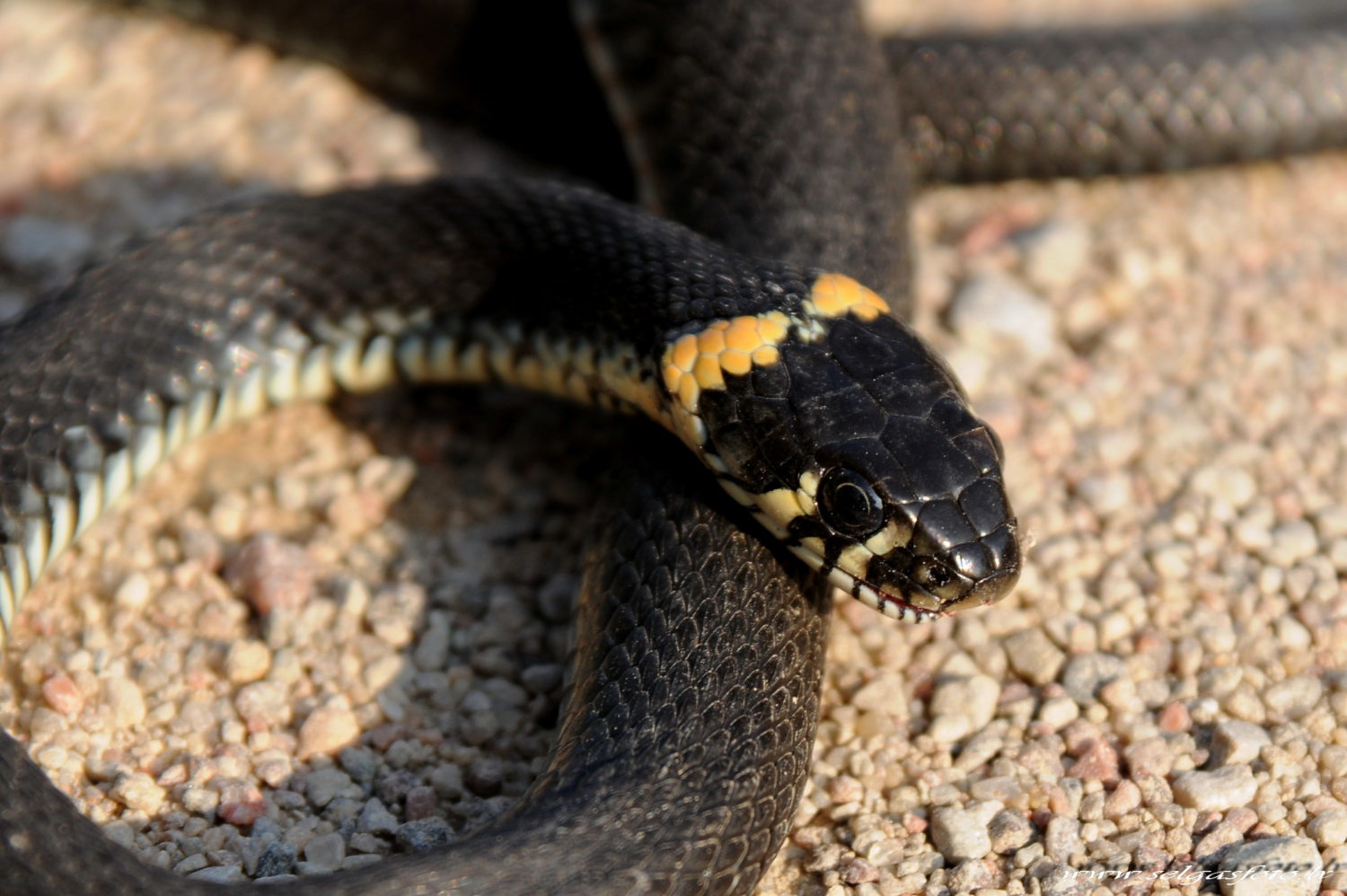 Tukumā ugunsdzēsēji-glābēji notvertu čūsku nodod policistiem…