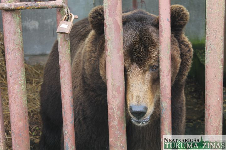 Uz Rīgas zoodārzu pārvietots 21 gadu Ragaciemā turētais lācis