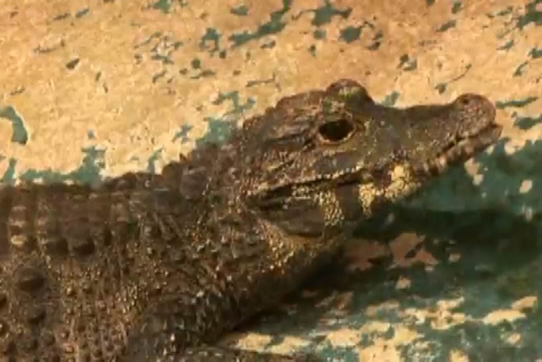 Zoodārza krokodilēni kļuvuši 35 reizes smagāki /VIDEO/